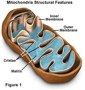 mitochondria cell image