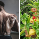 Ashwagandha and Testosterone The Facts showing a man with a lot of testosterone
