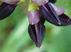 mucuna pruriens flower